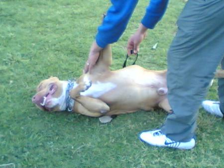 jamal with his dog guti